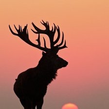 Схема вышивки «лось»