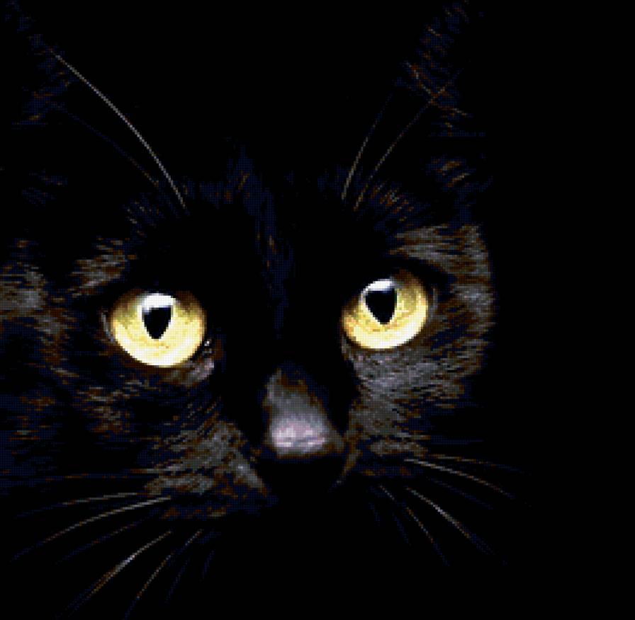 черная кися - предпросмотр