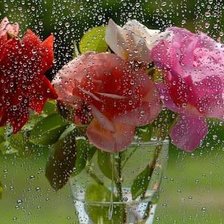 Оригинал схемы вышивки «Розы под дождем» (№244583)