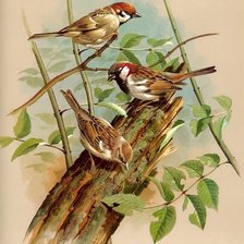 Схема вышивки «№244709»