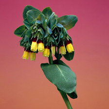 Схема вышивки «№244730»