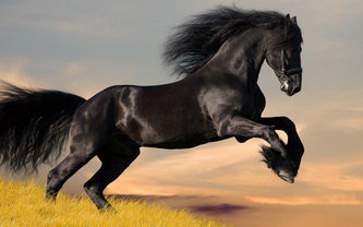 Конь - конь, животное, сила, лошадь - оригинал