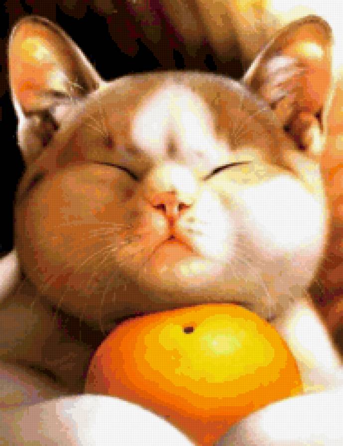 кошки - предпросмотр