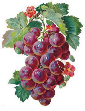 виноград - фрукты - оригинал
