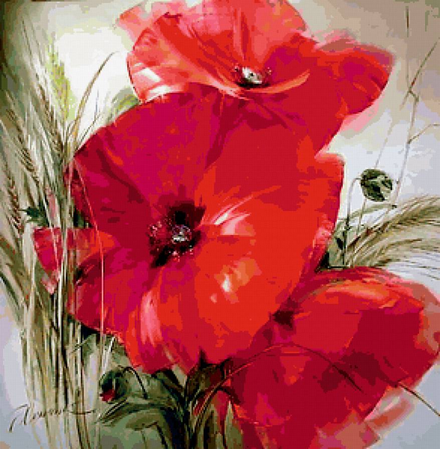маки - цветы - предпросмотр