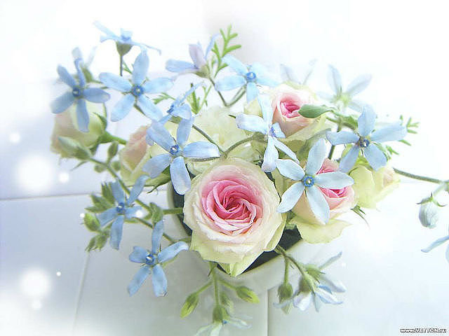 розы - цветы - оригинал