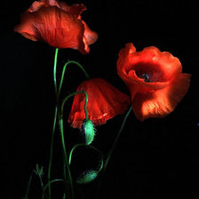 Схема вышивки «маки»