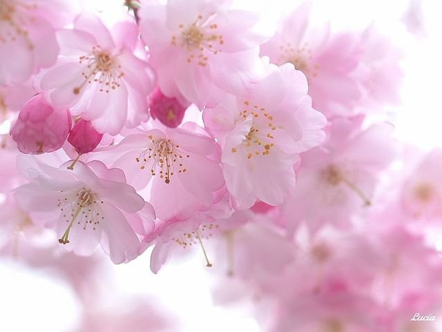 яблоневый цвет - оригинал