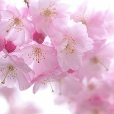 яблоневый цвет