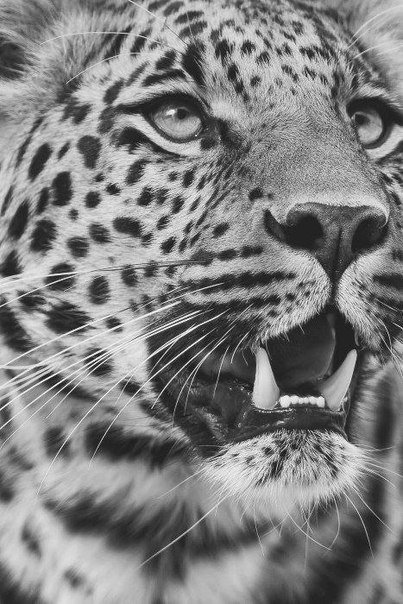 хищник - оригинал