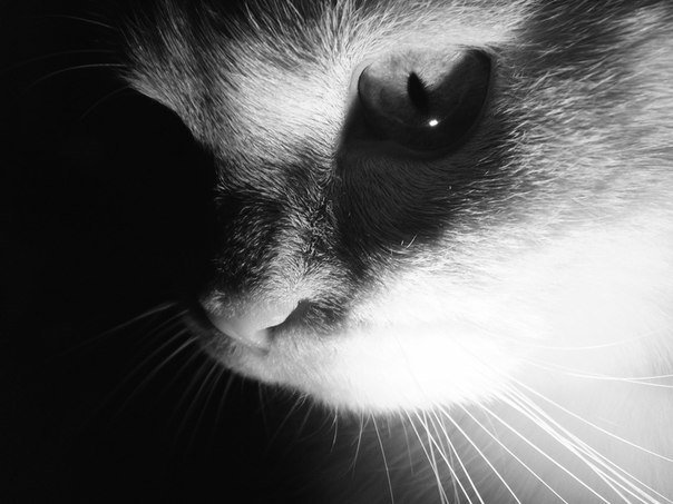 кошечка - оригинал