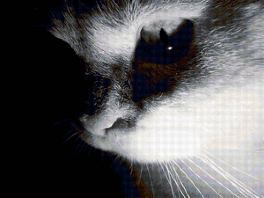 кошечка - предпросмотр