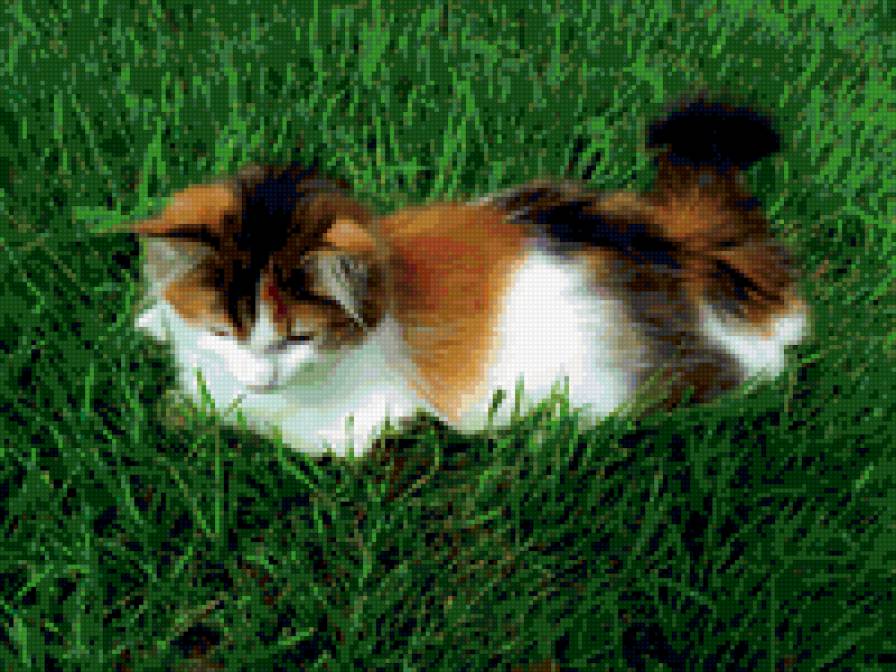 Моя Мурочка 1 - кошка - предпросмотр