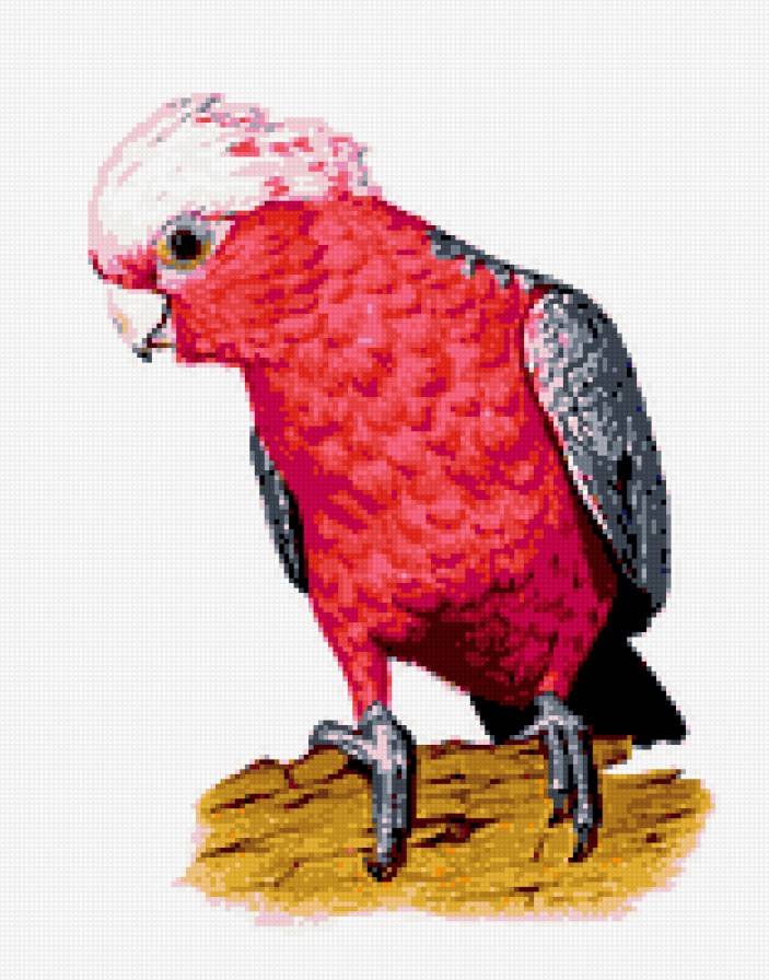 попугайчик - птицы, попугай - предпросмотр