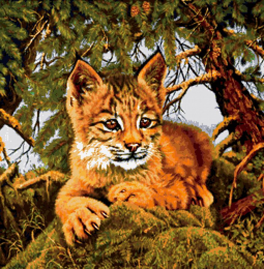 рысенок - подушка, животные, хищники, кошки, рысь - предпросмотр