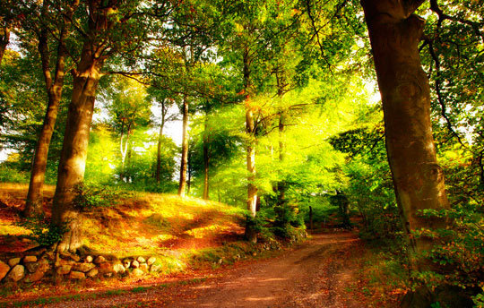 лес - природы, лес - оригинал