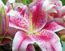 Схема вышивки «лилии»