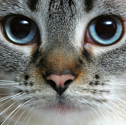 лицо кошки - кот, кошка - оригинал