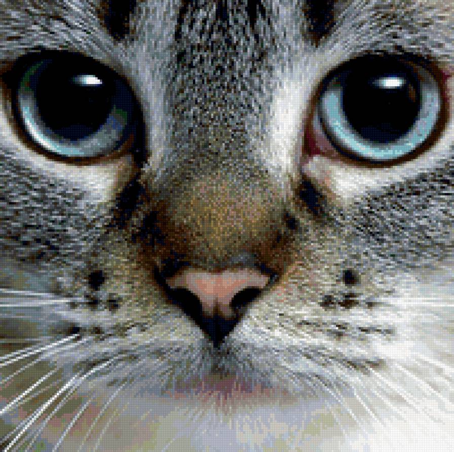 лицо кошки - кот, кошка - предпросмотр