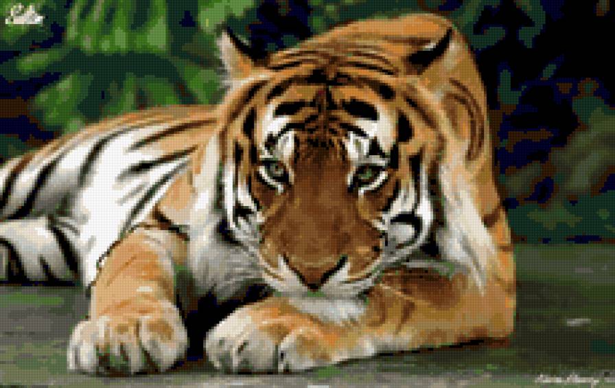 тигр - животные - предпросмотр