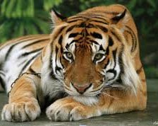 Схема вышивки «тигр»