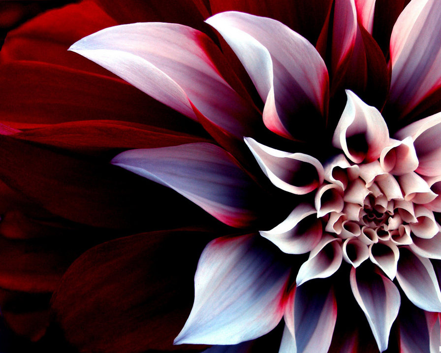 георгин - цветы - оригинал