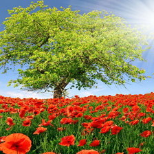 Схема вышивки «№245529»