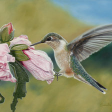 Схема вышивки «№245593»