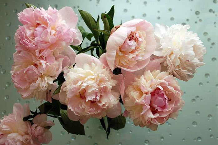 №245608 - оригинал