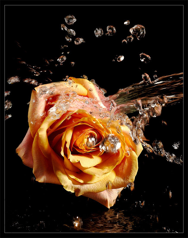 желтая роза - цветы, роза - оригинал