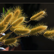 Схема вышивки «колосья»