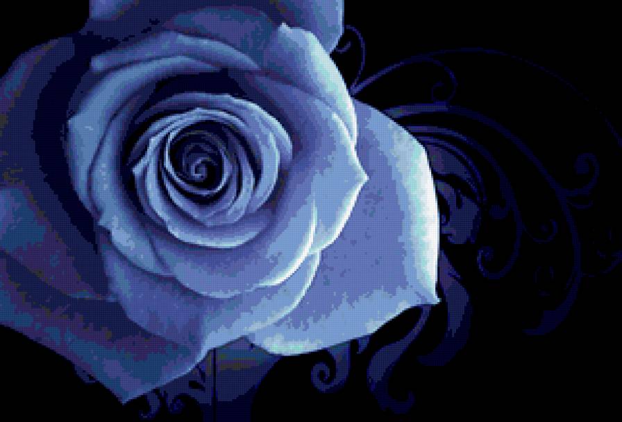 роза - цветы, красиво, розы - предпросмотр