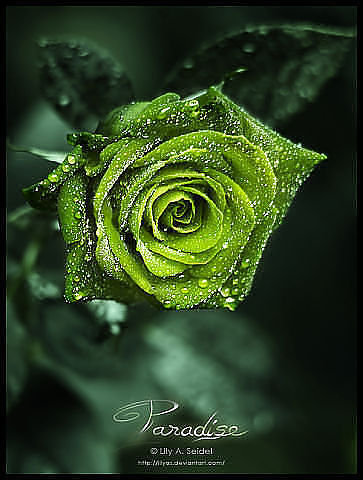 зеленая роза - розы - оригинал