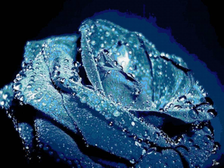 голубая роза - цветы, роза - предпросмотр