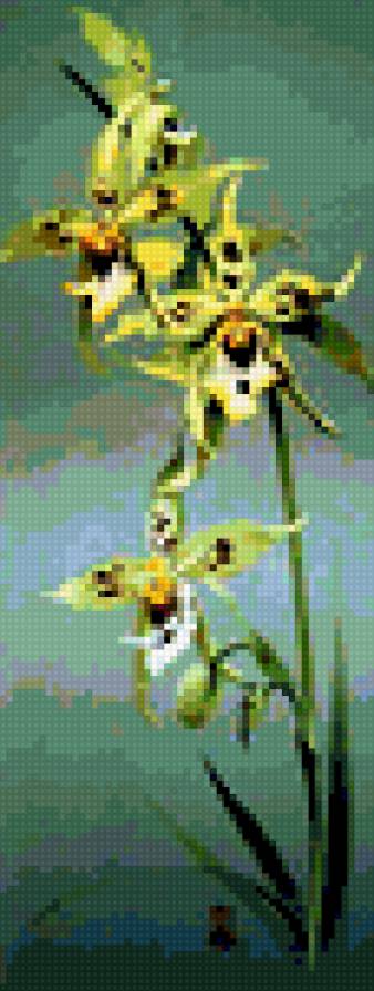 orquidea 1 - предпросмотр