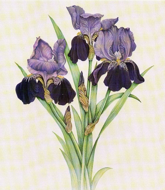 ирисы - оригинал