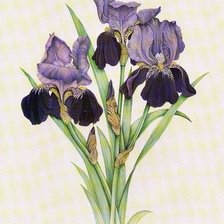 Схема вышивки «ирисы»