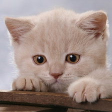 Схема вышивки «котик»