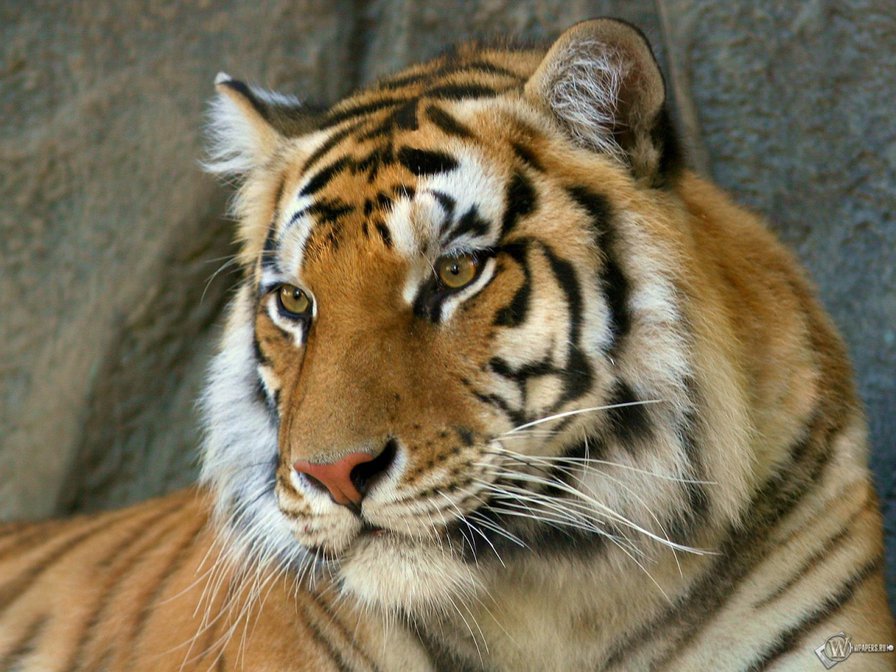 тигр - хищники, животные, кошки, тигр - оригинал