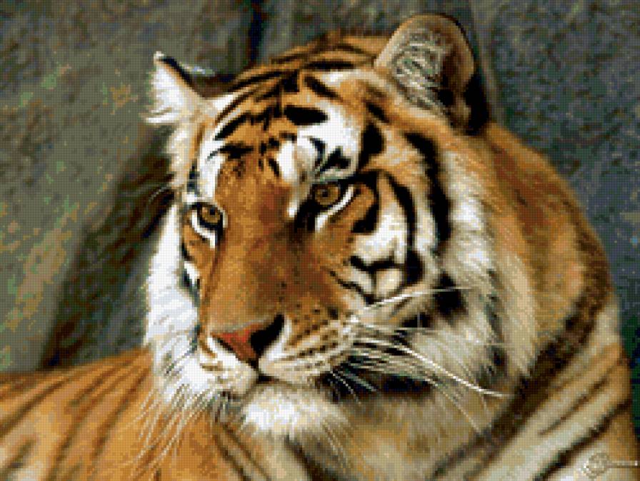 тигр - кошки, хищники, животные, тигр - предпросмотр