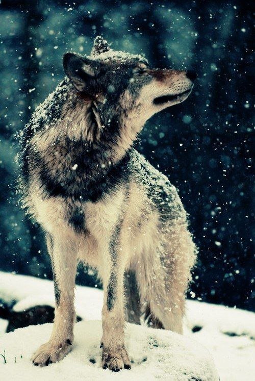 Волк - снег, зима, волк - оригинал