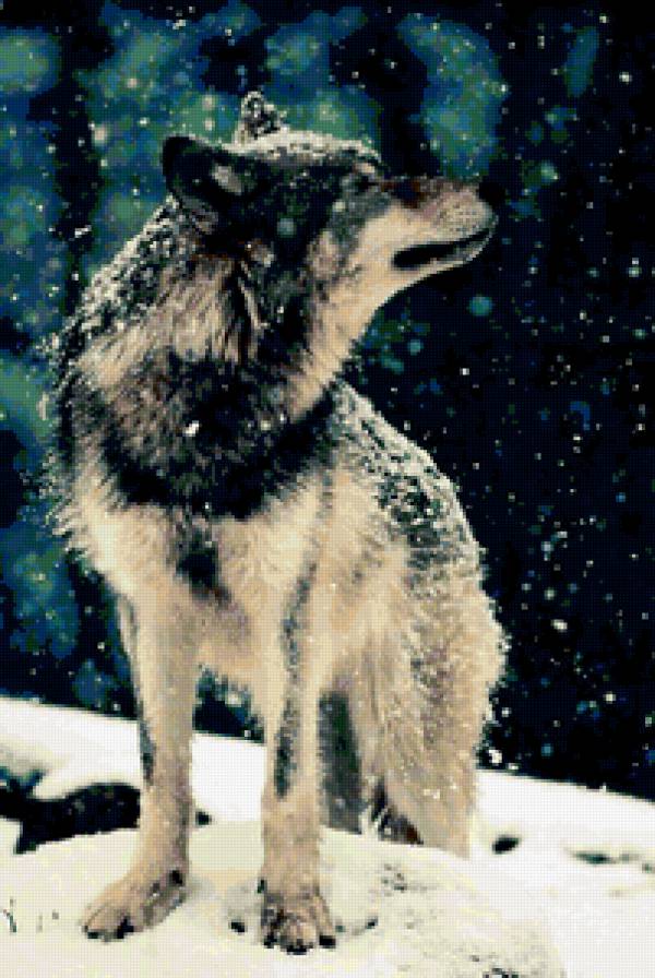 Волк - волк, зима, снег - предпросмотр