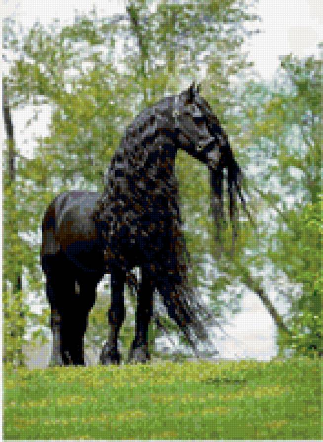 черная лошадь - лошадь, животные - предпросмотр