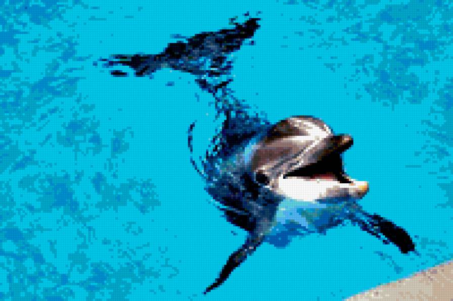 Дельфин - предпросмотр