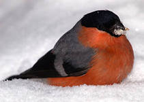 Снегирь - оригинал