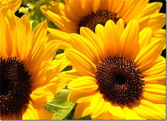 Подсолнух - оригинал