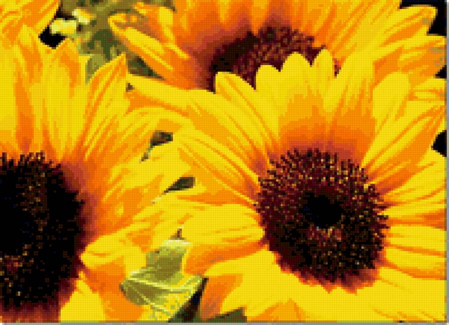 Подсолнух - предпросмотр