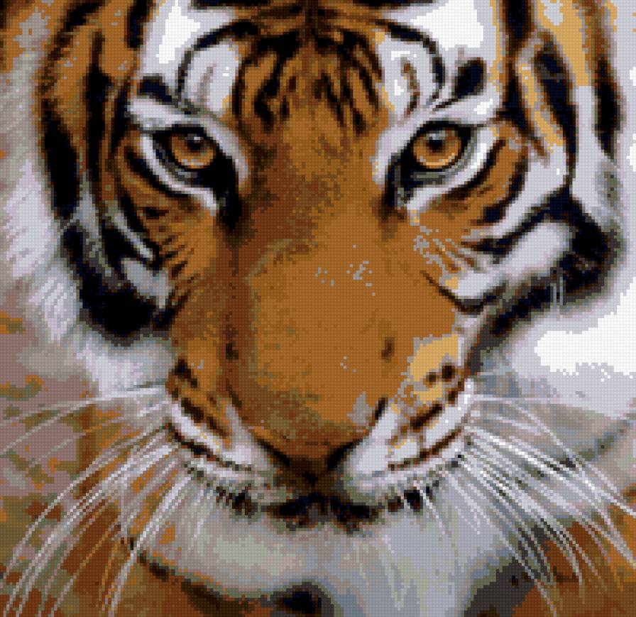 Тигр - животные - предпросмотр