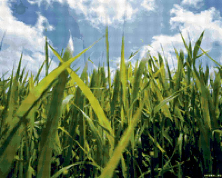 Травушка-муравушка - зелень, трава, природа - предпросмотр