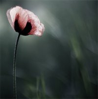 Ночной тюльпан - тюльпан, ночь, цветок - оригинал